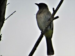 Pycnonotus barbatus layardi