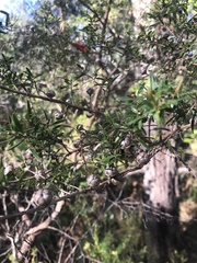 Leptospermum
