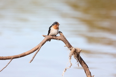 Hirundo neoxena