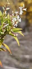 Leucopogon affinis