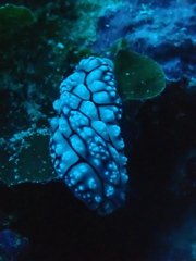 Phyllidiopsis krempfi