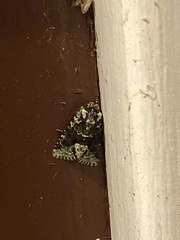 Lacinipolia explicata