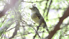 Empidonax