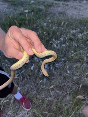 Coluber constrictor flaviventris