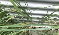 Calamagrostis epigejos