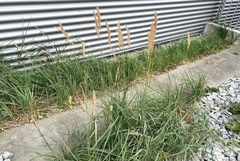 Calamagrostis epigejos