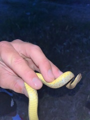 Coluber constrictor flaviventris