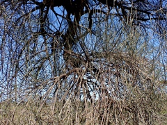 Allocasuarina luehmannii