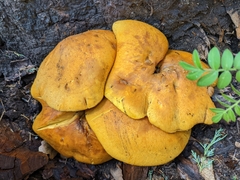 Gymnopilus ventricosus