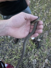 Coluber constrictor flaviventris