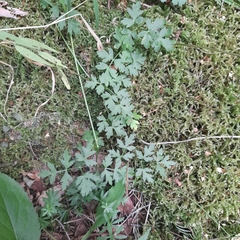Peucedanum oreoselinum