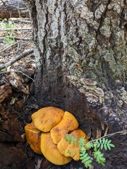 Gymnopilus ventricosus
