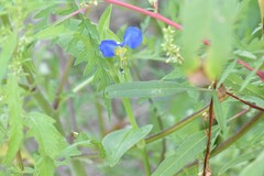 Commelina communis