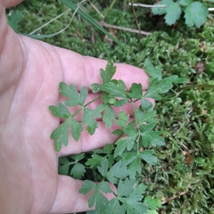 Peucedanum oreoselinum