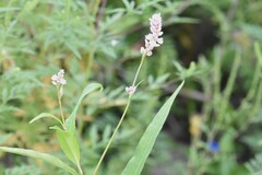 Persicaria pensylvanica
