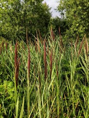 Phragmites australis australis