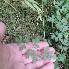 Peucedanum oreoselinum
