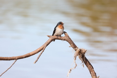 Hirundo neoxena