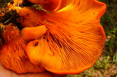 Omphalotus