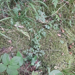 Peucedanum oreoselinum