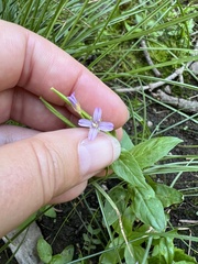 Epilobium ciliatum