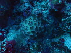 Palythoa tuberculosa