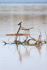 Hirundo neoxena