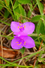 Tradescantia crassifolia