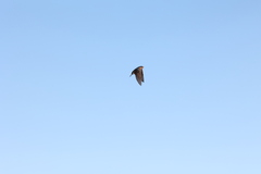 Hirundo neoxena