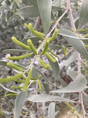 Acacia binervia