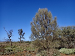 Allocasuarina luehmannii