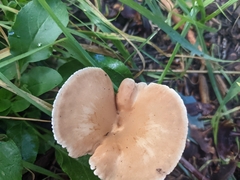 Rhodocybe