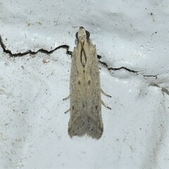 Homoeosoma electella