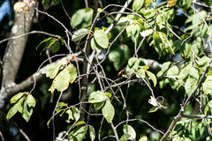 Prunus padus