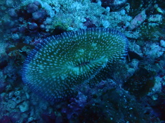 Ctenactis