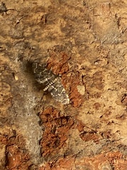 Anageshna primordialis