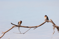 Hirundo neoxena