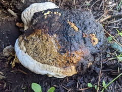 Fomitopsis schrenkii