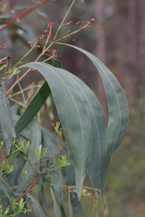 Acacia falcata