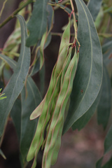 Acacia falcata