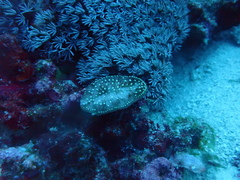 Ctenactis