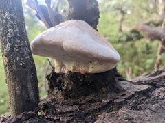 Fomitopsis schrenkii