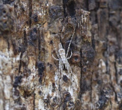 Tamopsis fickerti