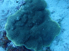 Montipora