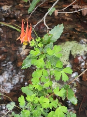 Aquilegia desertorum