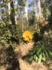 Pultenaea