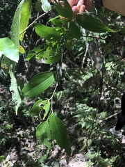 Celtis tetrandra