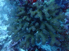 Pocillopora