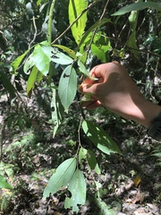 Celtis tetrandra