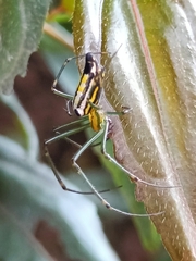Leucauge decorata